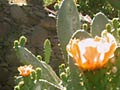 kaktusblüte