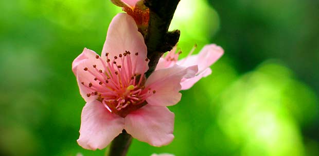 aprikosenblüte