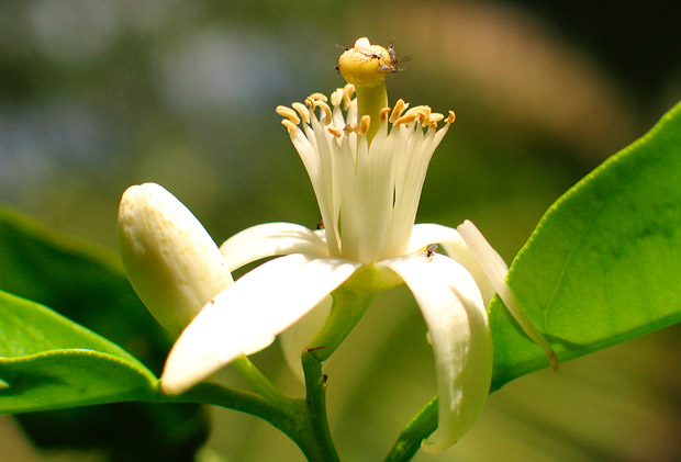 orangenblüte