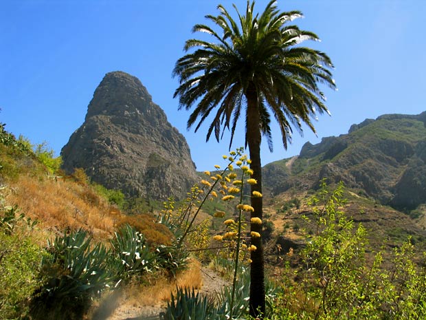 agavenblüte am roque agando