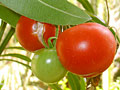 tomaten