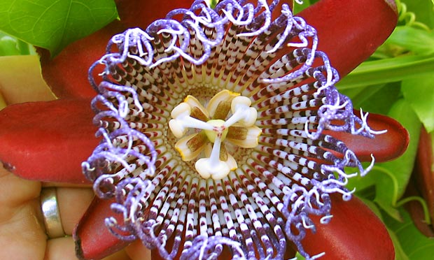 maracuya-blüte