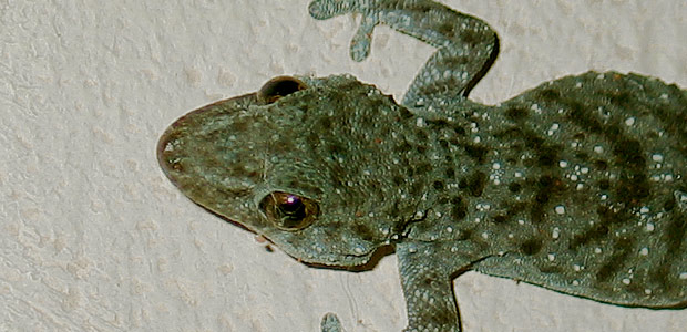 gecko