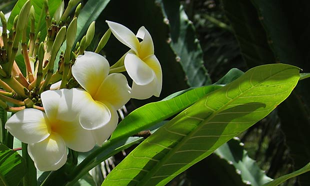 frangipani