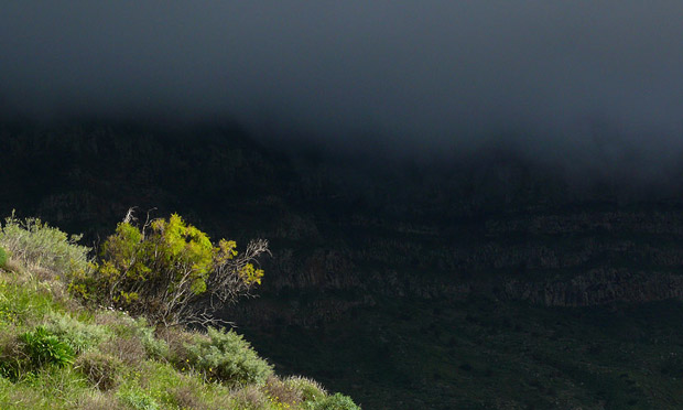 alojera